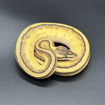 Pastel Russo Enchi Gstripe