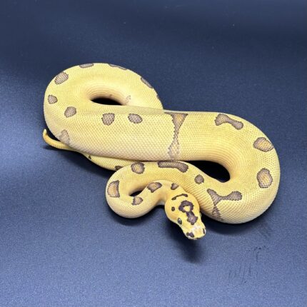 Super Enchi Disco/Fire Clown