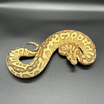 Gravel Russo RS SN Clown