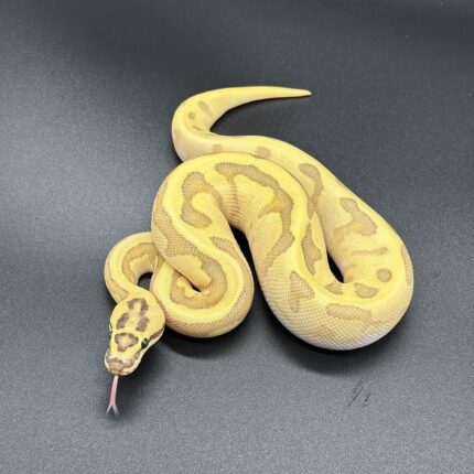 Enchi Disco Inferno Het Clown