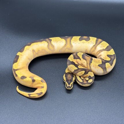 ODYB Enchi Kellico GeneX Het Clown