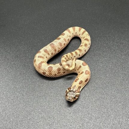 Conda Sable Het Snow Pos Arctic